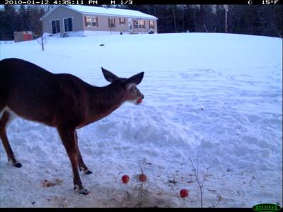 Deer eating apples