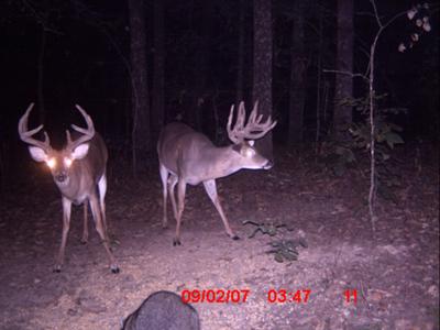 12 and 8 Point Velvet Bucks