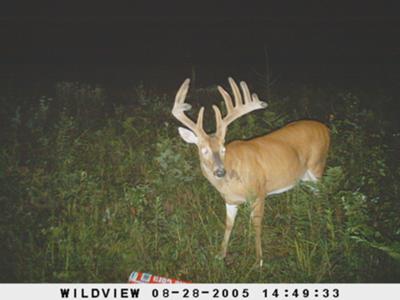 12 Point Big Guy, Wildview Extreme 4mp