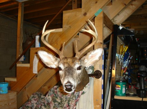 2009 deer mount