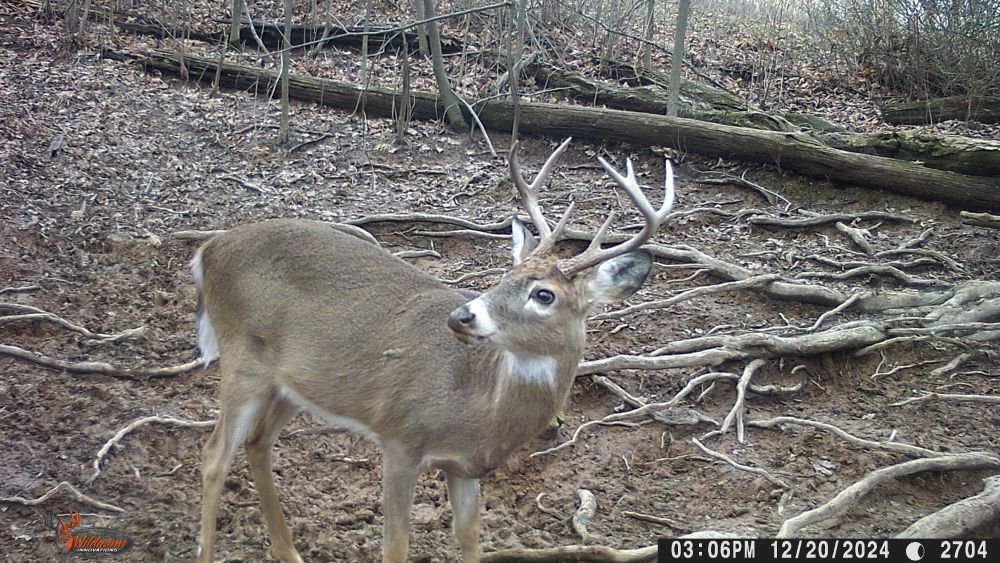 2024 7 Point Buck