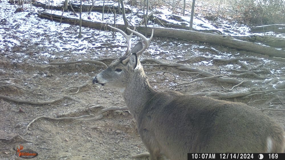 2024 Five Point Buck