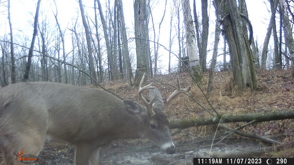 2024 Seven Point Buck