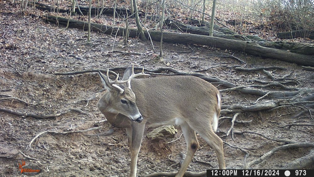 2024 Six Point Buck