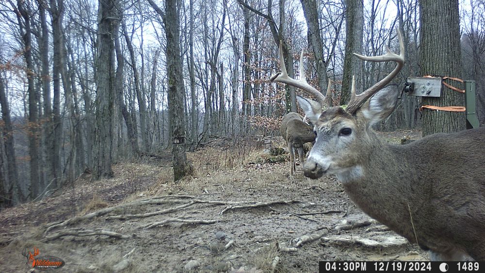 2024 Ten Point Buck