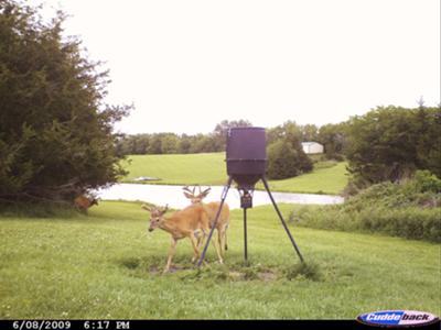 3 Nice Bucks