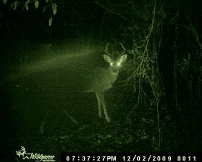 6 pointer on the creek rut trail scrape.