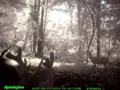 This should be a good buck come October