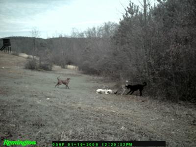 8Pt Killed By Dogs