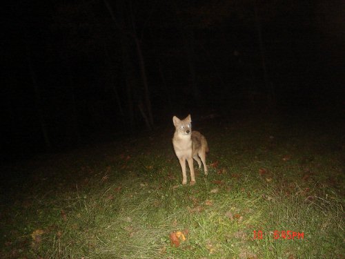 Coyote in alfalfa