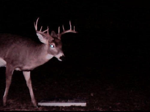 Ten point buck