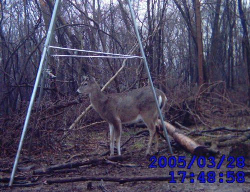 Whitetail buck