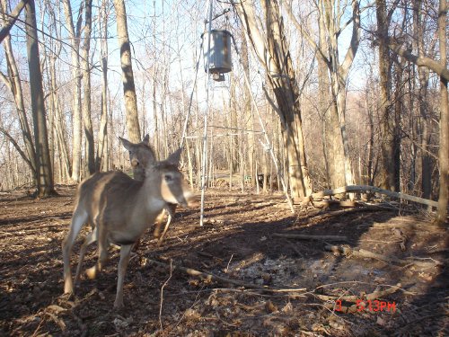 Whitetail Deer Chasing