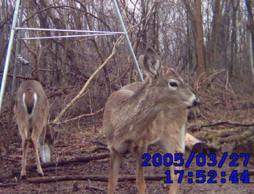 Close up of a whitetail buck