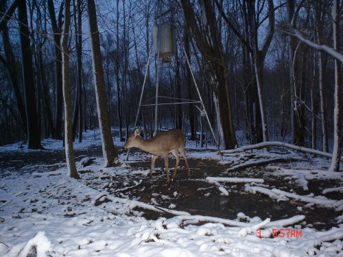 Whitetail in the snow