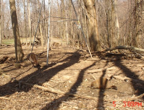 Groundhog at a mineral lick