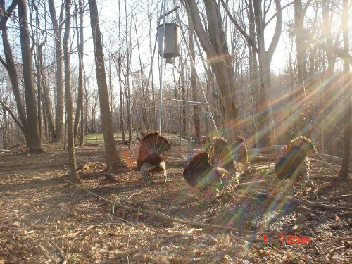 Strutting Gobblers