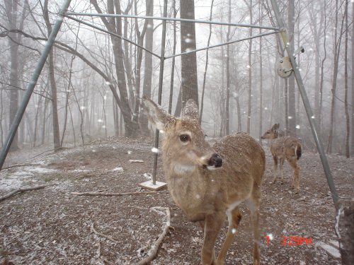 Deer in an April snow storm