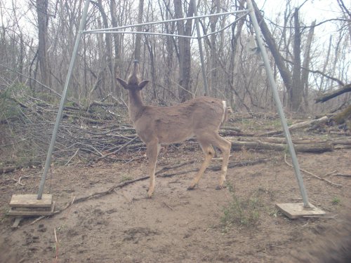 Deer looking up at feeder