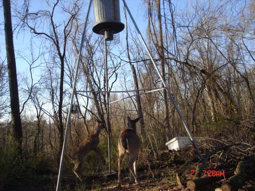 Fighting deer at a feeder