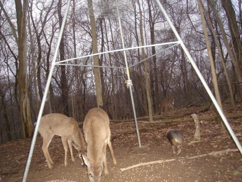 Whitetail Buck