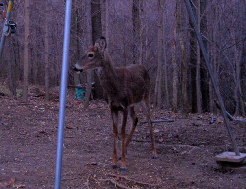 Buck Growing Antlers