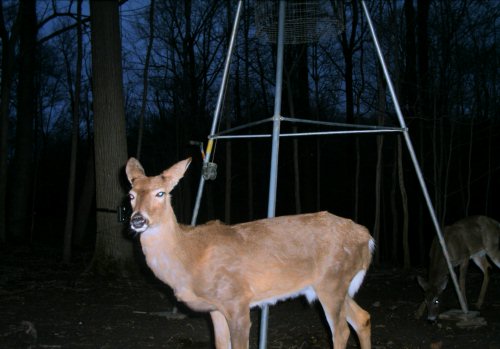 Whitetail Buck