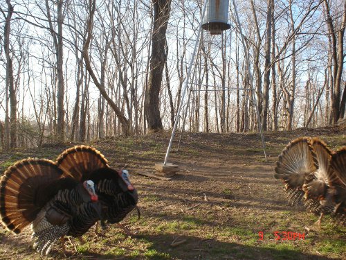 Four Turkey Gobblers