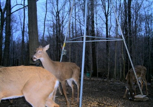 Whitetail Buck