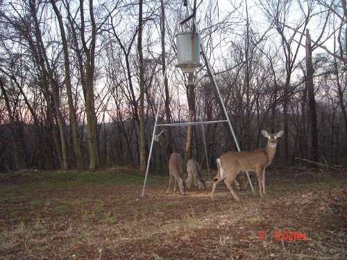 Whitetail Deer