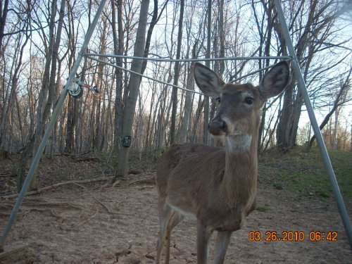 Buck picture