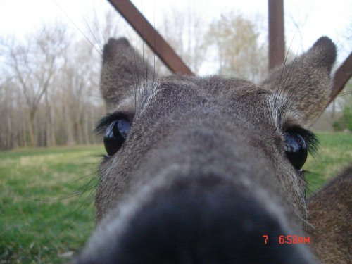 Deer close up