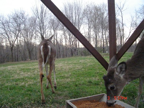 Feeder Buck