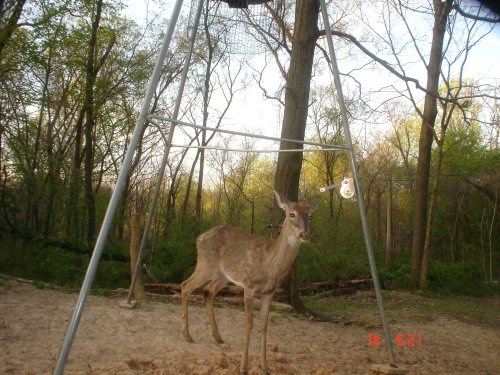 Whitetail Buck