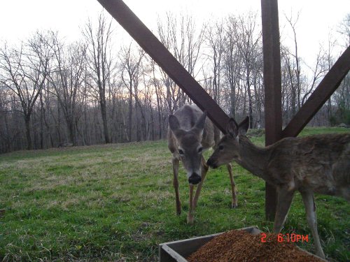 Young whitetail deer