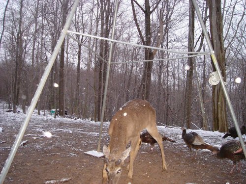 Deer and Turkeys