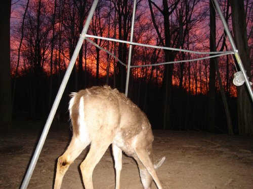 Deer and Morning Sky