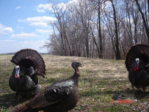 Turkey Gobblers