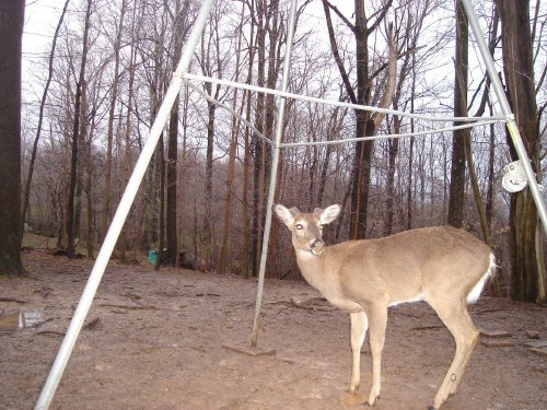 Whitetail Buck