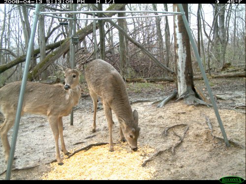 Buck eating corn