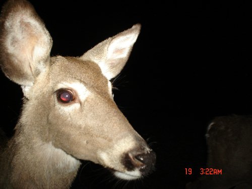 Doe Close Up