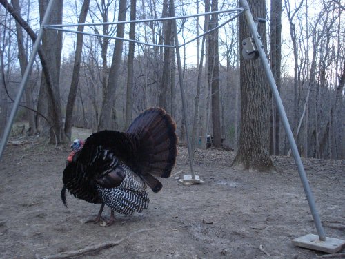 Turkey gobbler