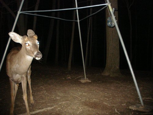 Whitetail Buck