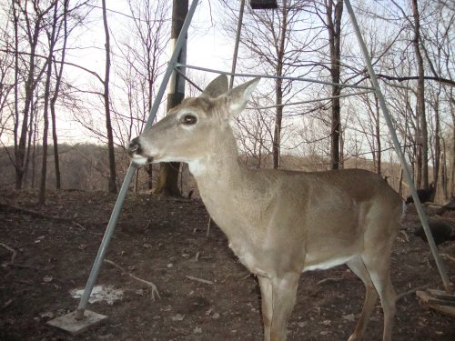 Close up picture of a buck