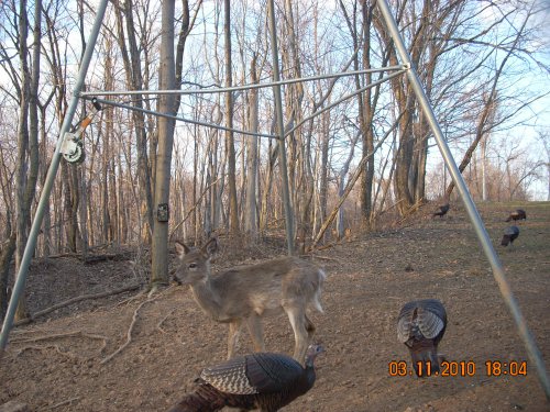 Small whitetail deer