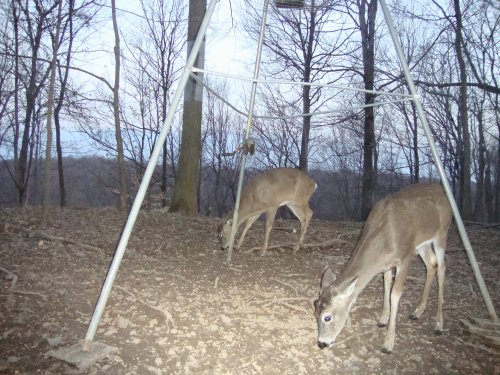 Two whitetail bucks