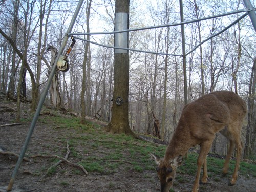 Whitetail Buck