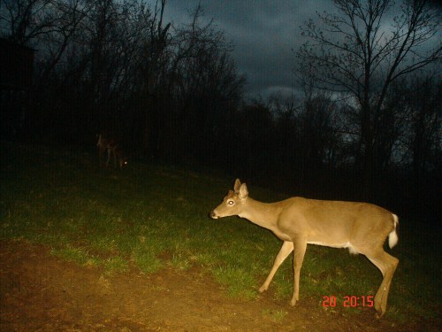 Buck at a mineral lick