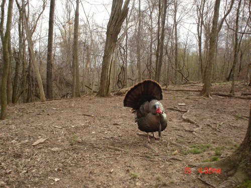 Turkey Gobbler