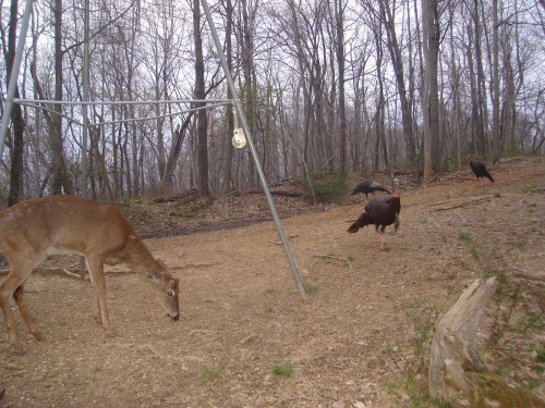 Whitetail and Turkey picture